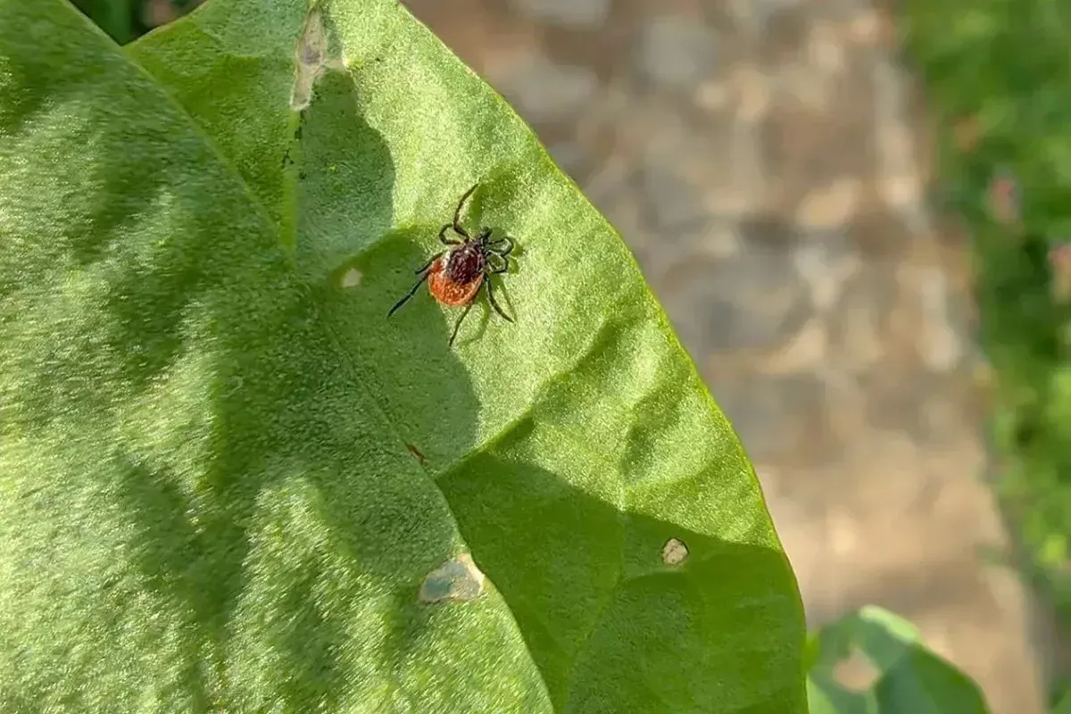 🕷️ Более 3,6 тысячи жителей Кубани пострадали от укусов клещей.