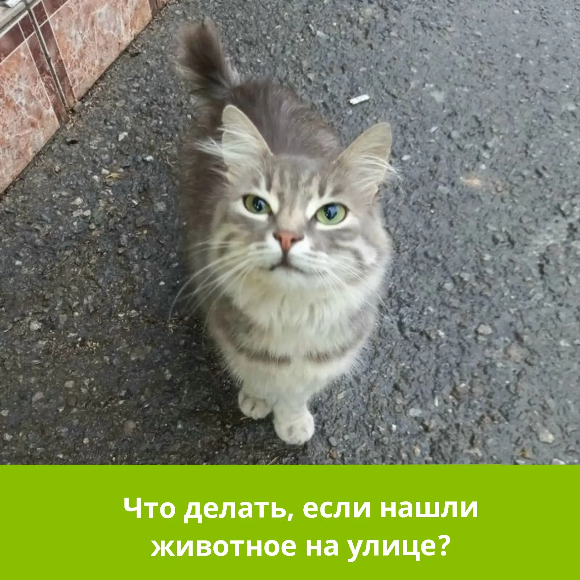 Что делать, если нашли животное на улице?
