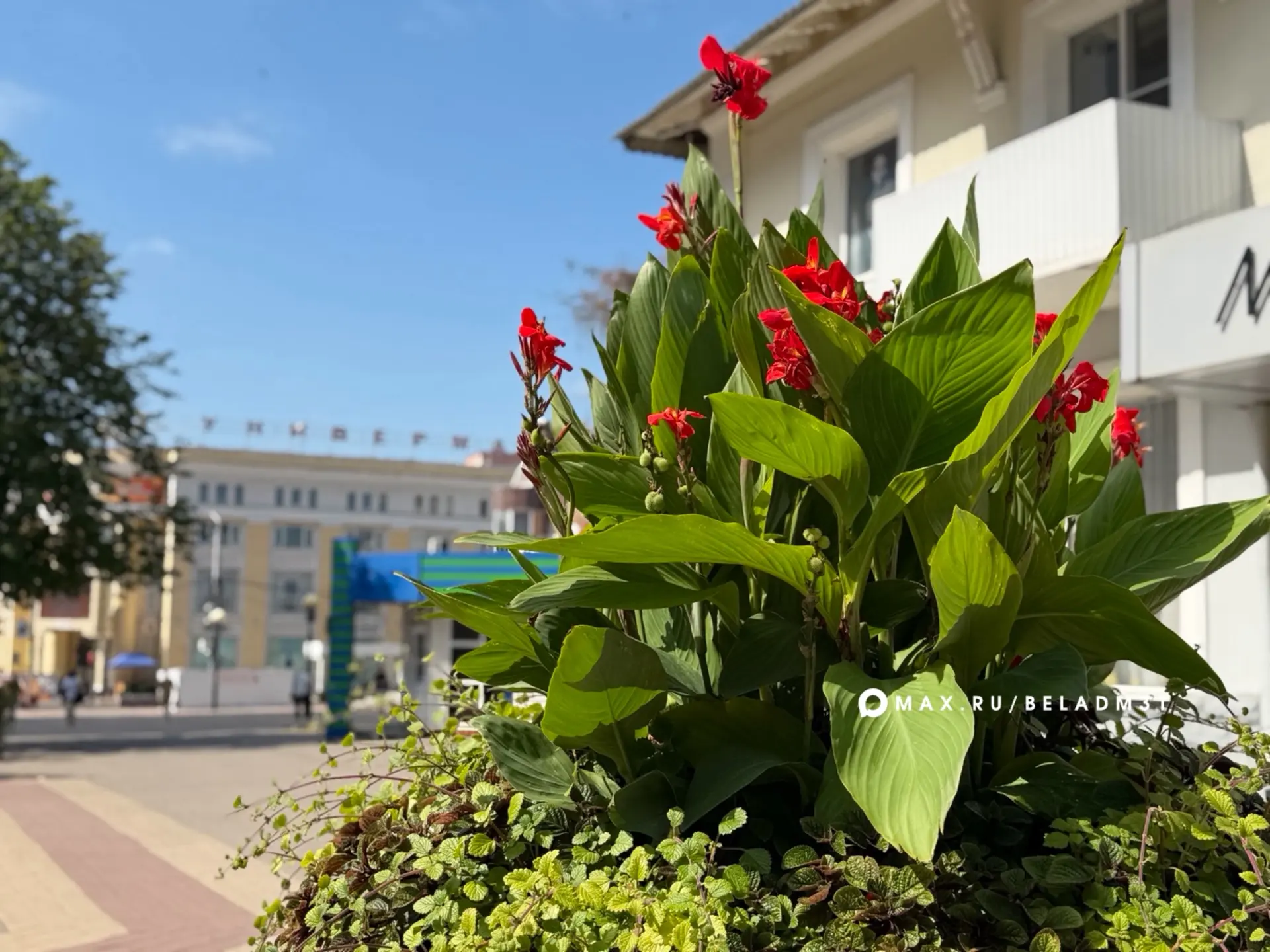 🌿Специалисты «Белгорблагоустройства» завершают установку 121 модульной вазонной констр...