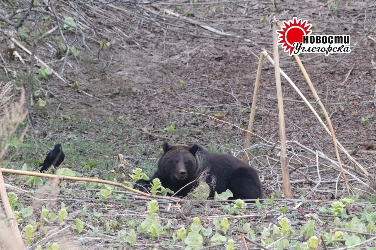 🐻 Медведь задрал собаку в нижнем Шахтёрске
