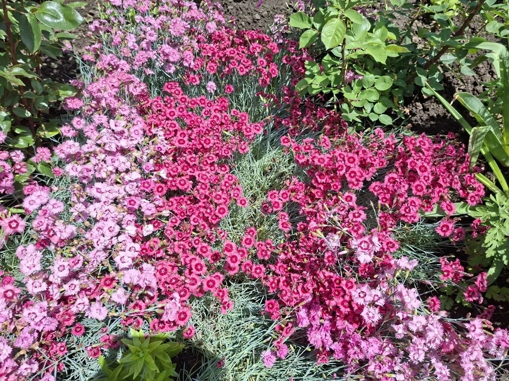 🌺 Друзья, какая красота живёт в наших чатах!  Посмотрите, какие чудесные фотографии прислал Вячеслав