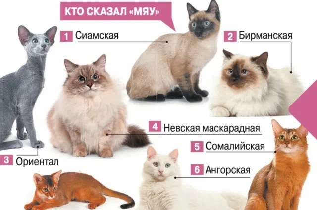 «Удивительный мир кошек»