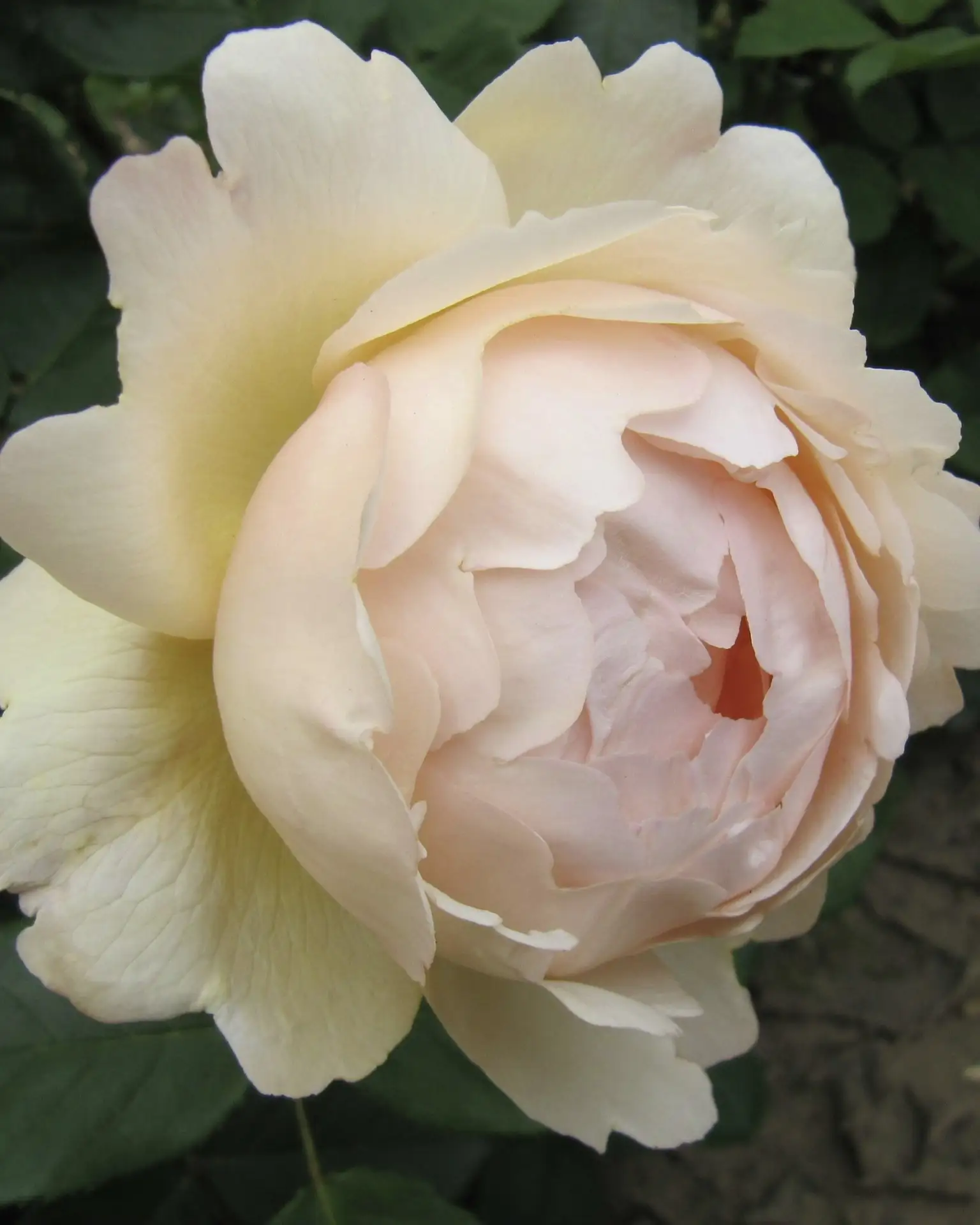 🌹 Роза Воллертон Олд Холл — сорт, который невозможно забыть  Wollerton Old Hall — английская роза се