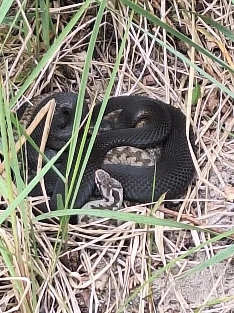 ВНИМАНИЕ: НА КУРШСКОЙ КОСЕ АКТИВИЗИРОВАЛИСЬ ГАДЮКИ! 🐍⚠️