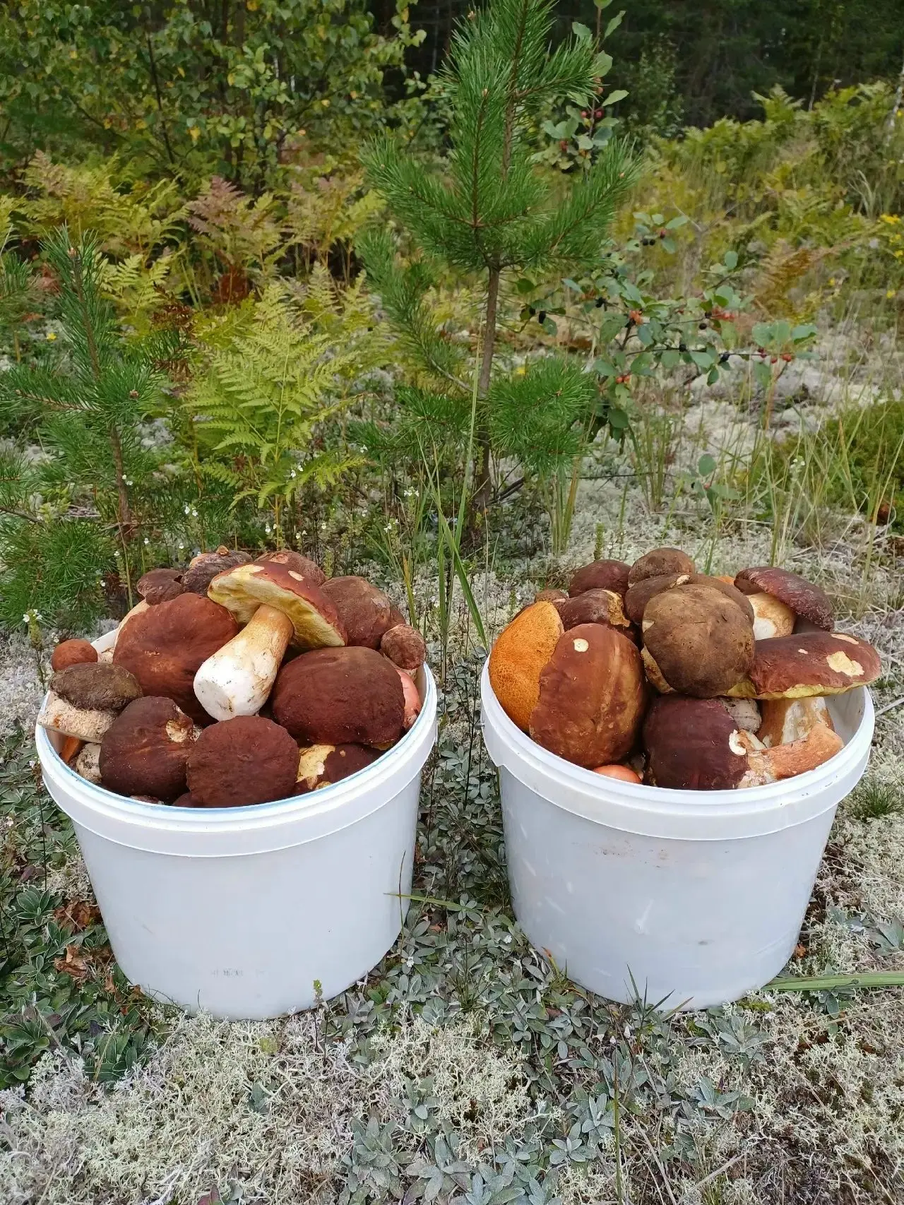 🍄 Грибное богатство в лесах Пермского края.