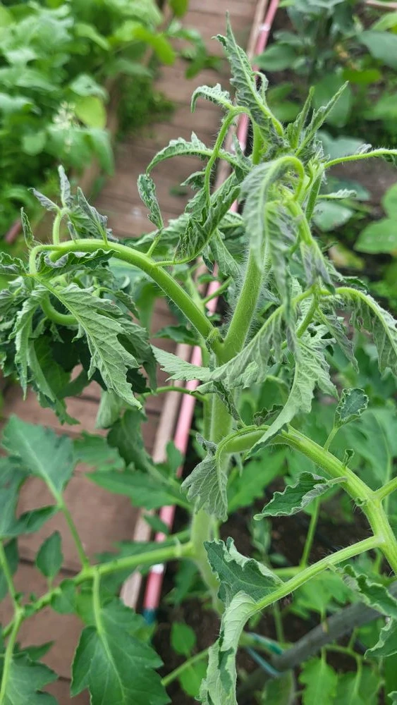 Почему завиваются макушки у томатов🍅🌿