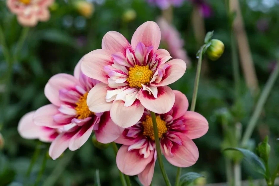 Сорт Рубард энд Кастард 🌸