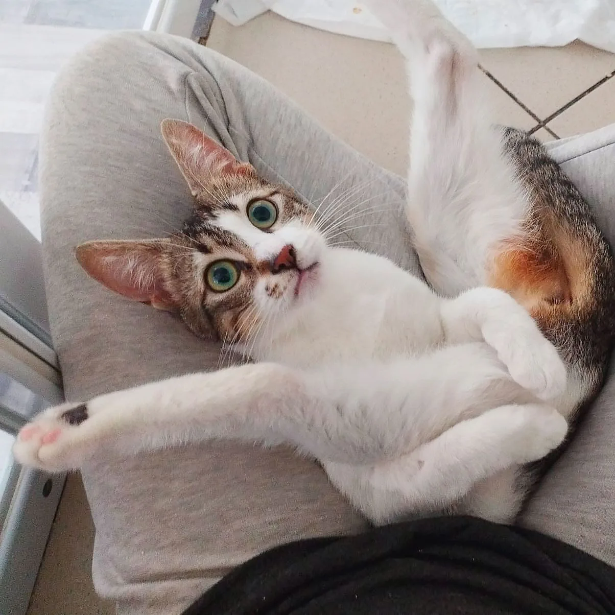 📝 Что питомец должен с собой взять: версия Кошки 🐈