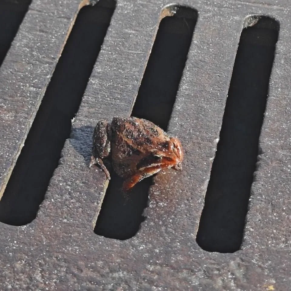 В окрестностях Сургута заметили необычную отдыхающую жабу 🐸