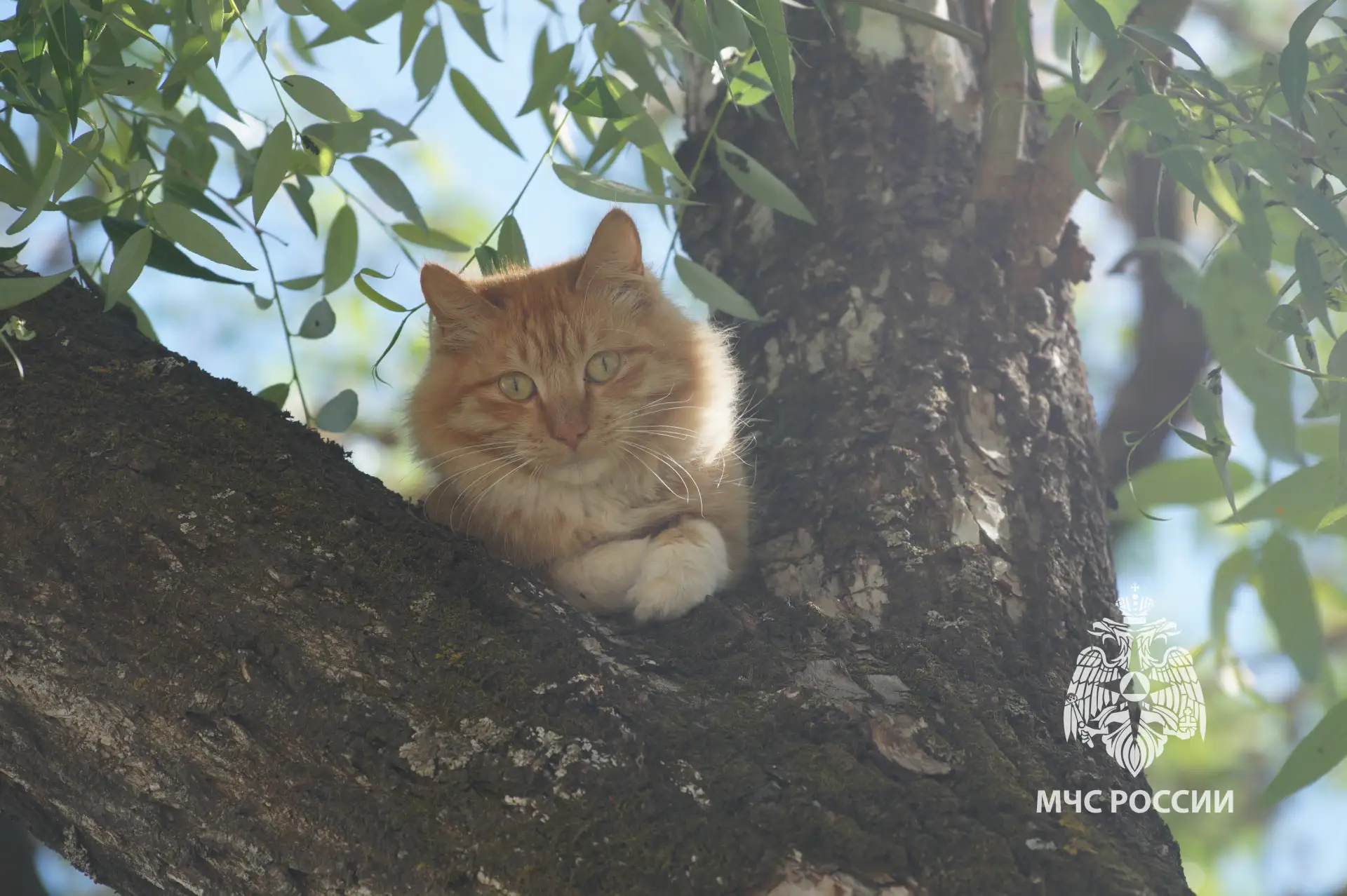 🐱 Коты на высоте: спасатели #МЧСЕАО сняли двух пушистиков с дерева

Обычный день в Биробиджане. Два