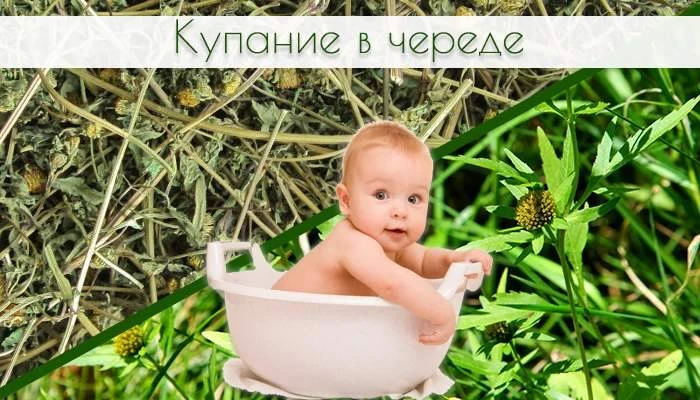 При кожных заболеваниях (диатез) и рахите череду применяют также в виде настоя (из 10-30 г травы) дл