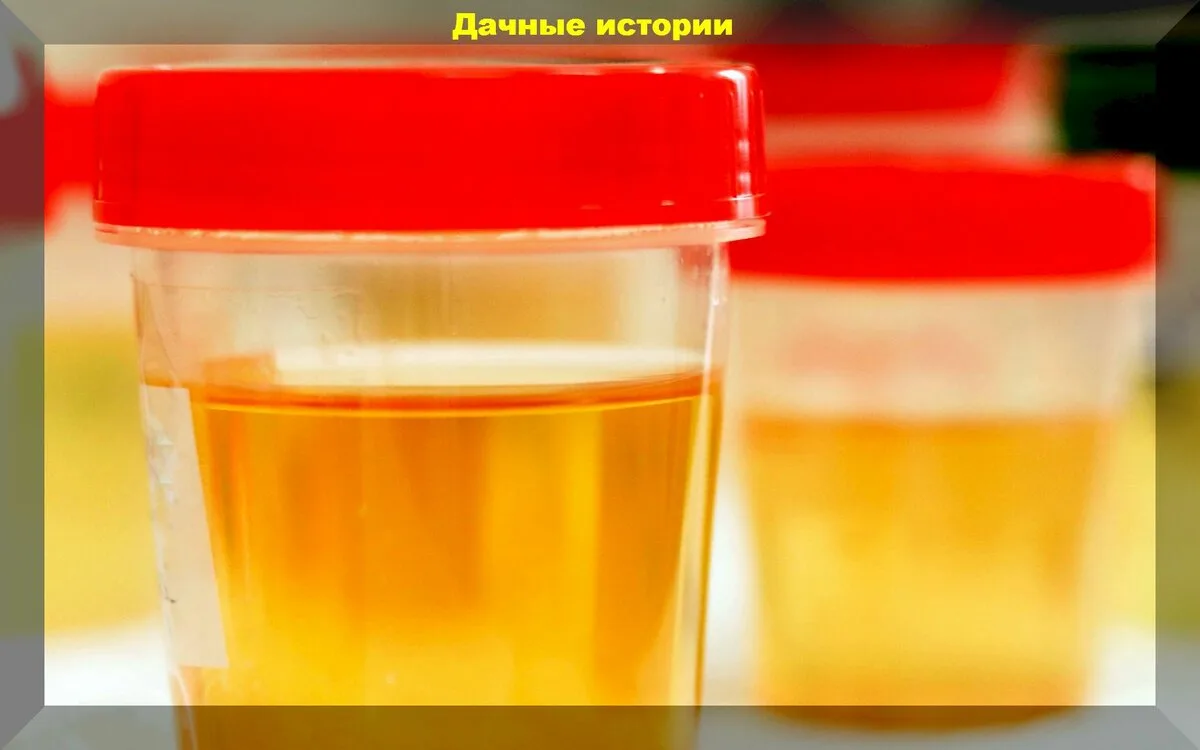 💧 Бесплатное «удобрение», которое всегда с вами: как использовать человеческую мочу в огороде (без 