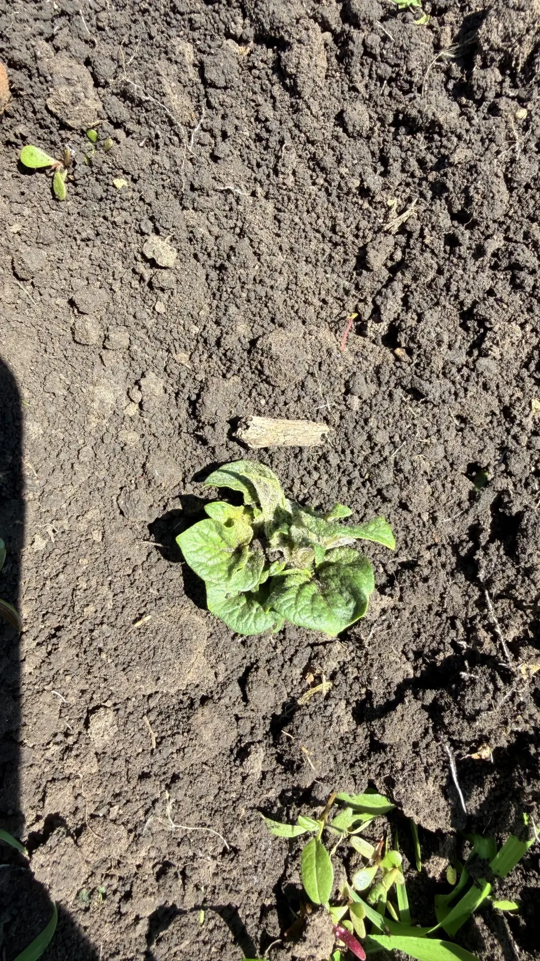 🌱Возмущению моему нет предела.

По шкале от 1 до 10, картошка взошла на твердую единицу. 

Если быт