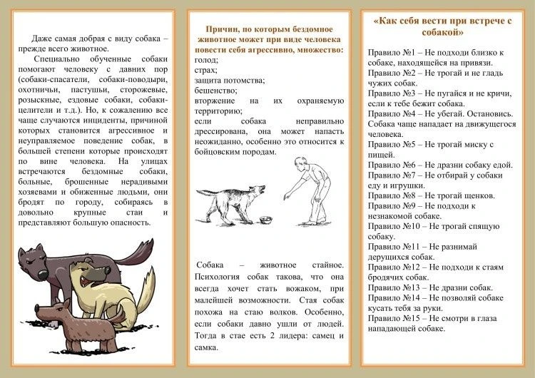 Все чаще на улице можно встретить бездомных собак. Как подружиться с безопасностью: советы для детей