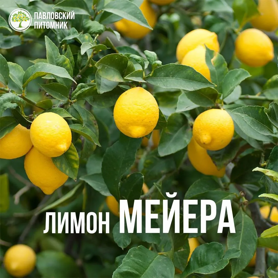Лимон Мейера — идеальный домашний цитрус 🍋