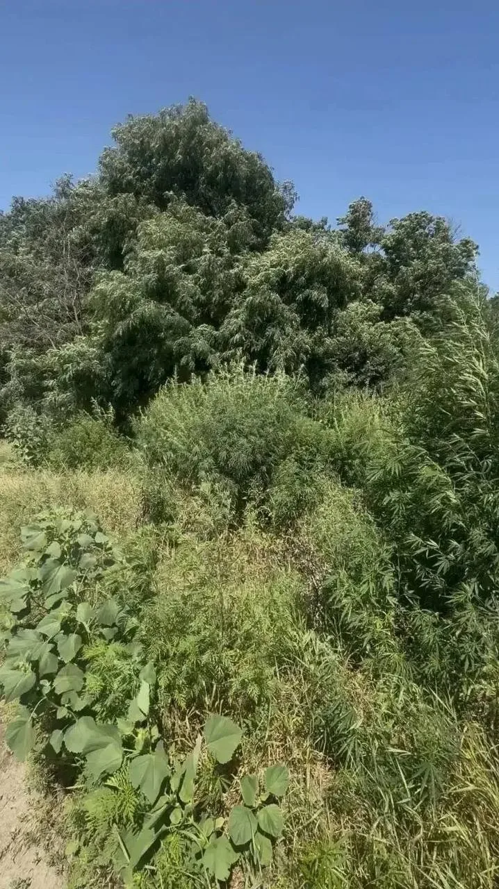 📍В Невинномысске ликвидировали крупный очаг дикорастущей конопли

В Невинномысске в рамках второго 