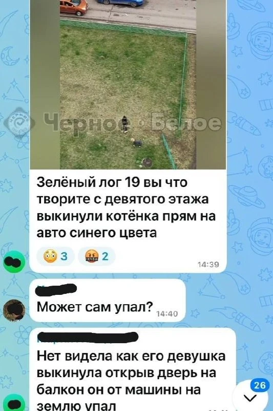 В Магнитогорске произошел трагический случай: котенок был выброшен с девятого этажа. Инцидент случил