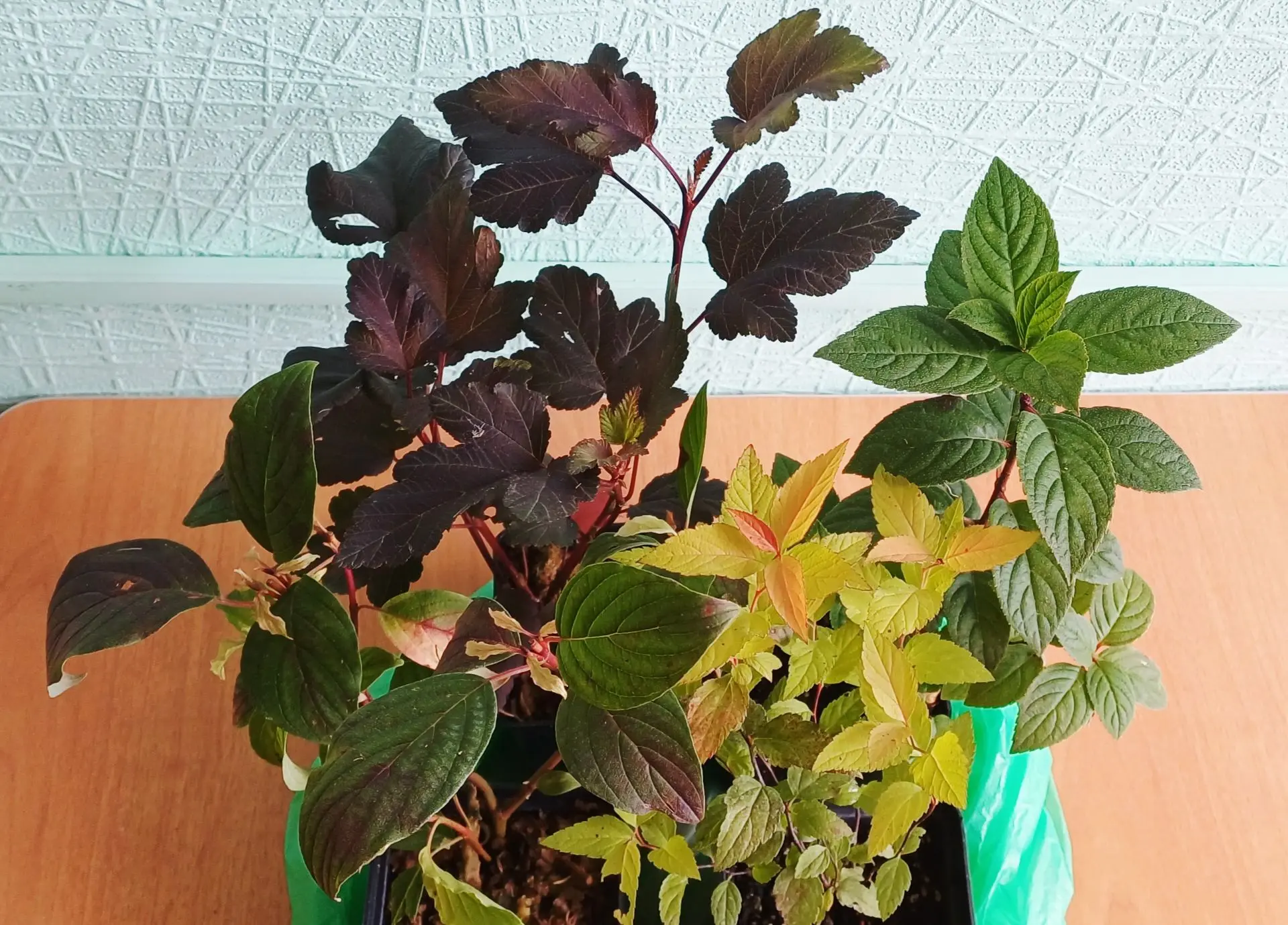 🌿 Ну нельзя мне такое показывать! 🙈
