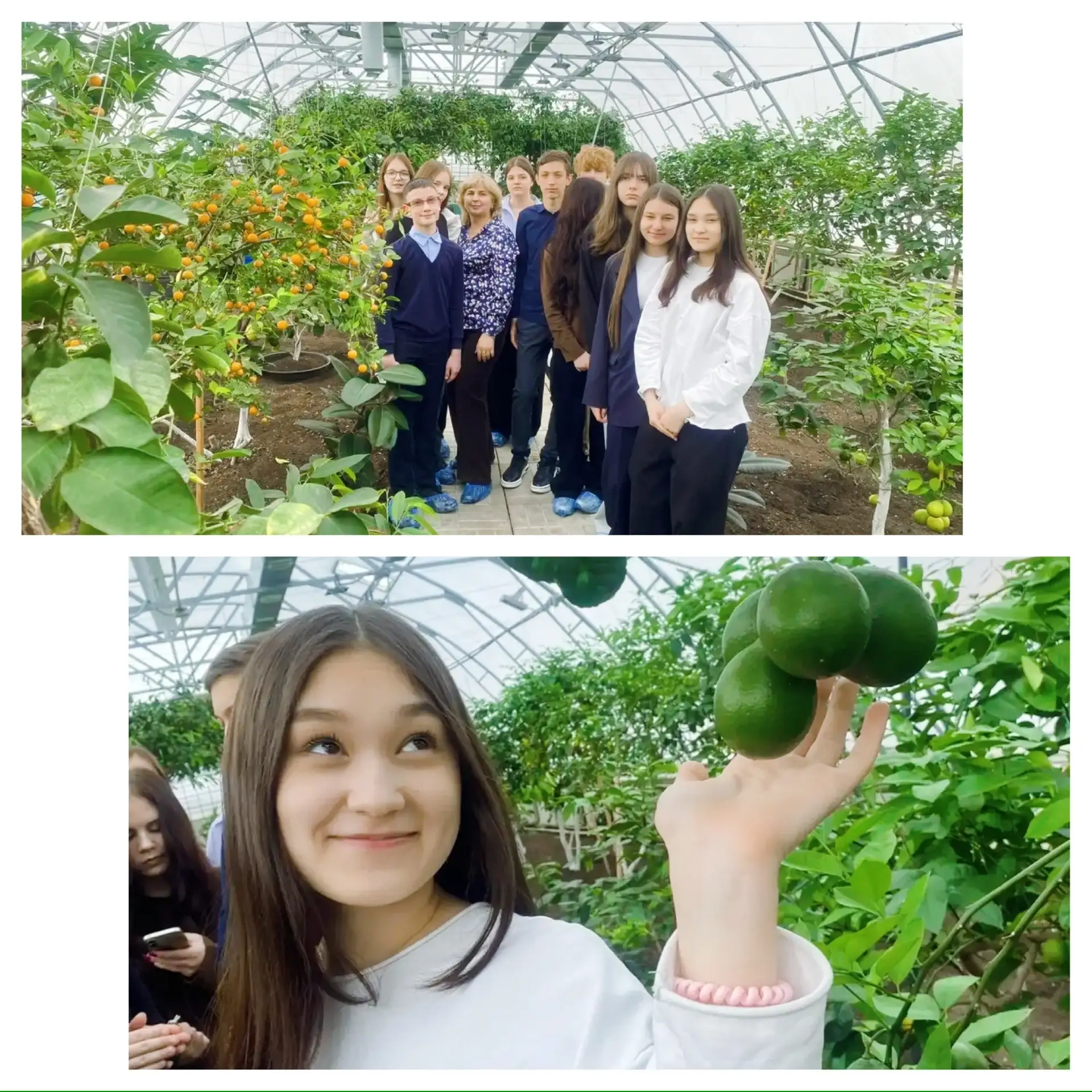 🍋✨ ТРОПИЧЕСКОЕ ПРИКЛЮЧЕНИЕ 8Д: ЭКСКУРСИЯ В ЛИМОНАРИЙ ✨🍋  Иногда, чтобы оказаться в тропиках, не нуже