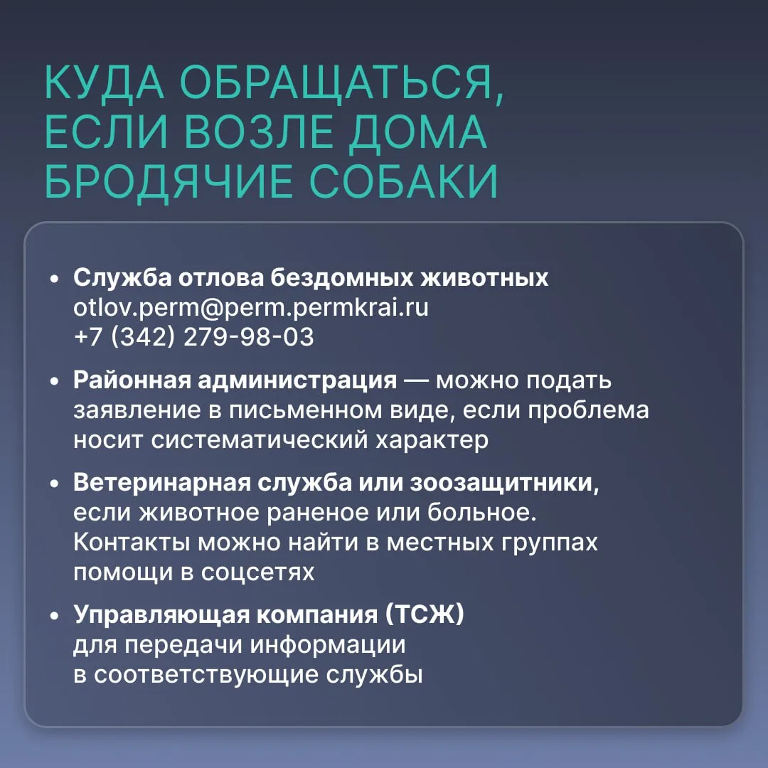 Что делать, если встретил на улице бродячую собаку?   Всю важную информацию рассказали в карточках. 
