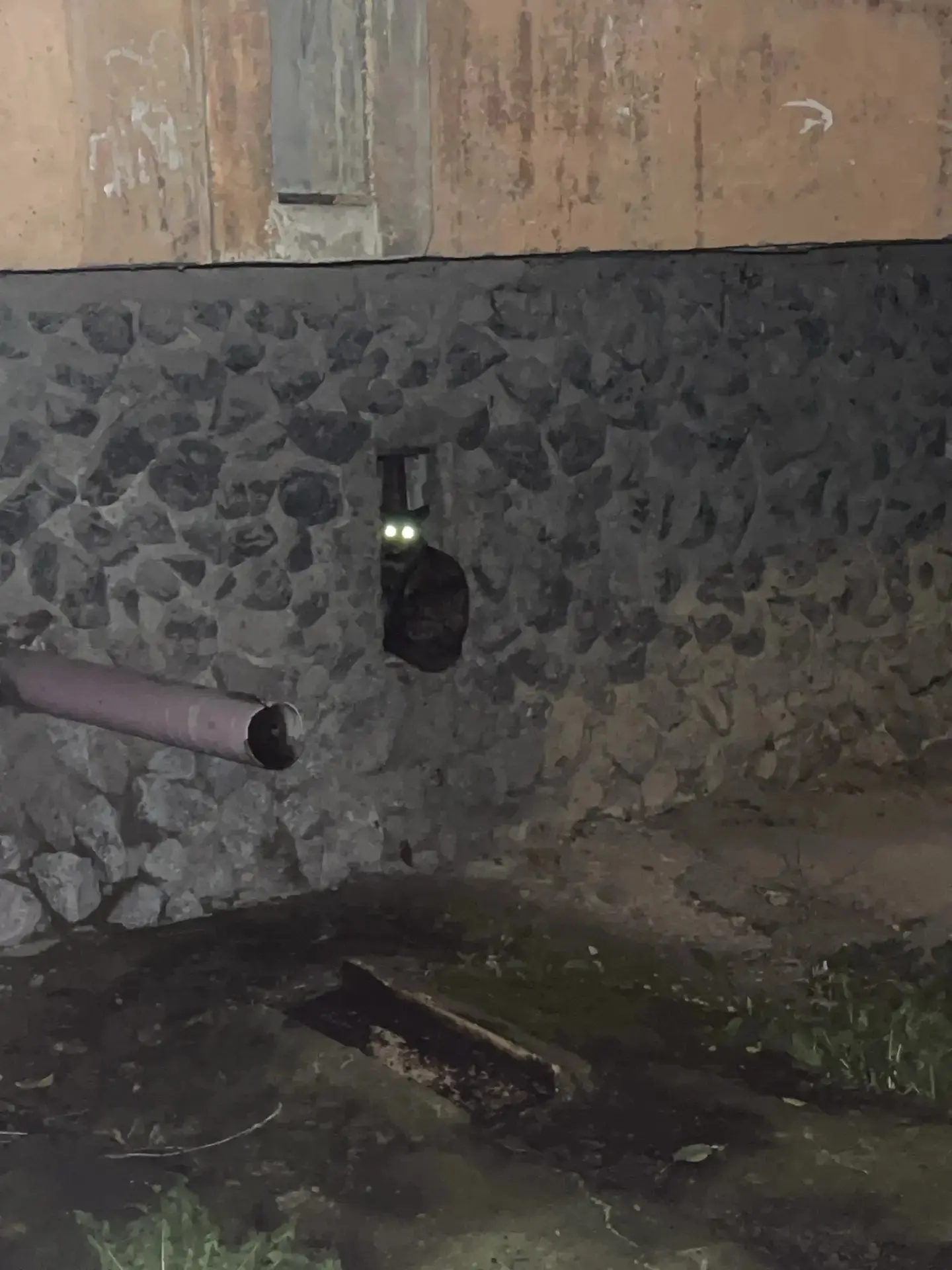 На улице Калинина, 31 потерялся котенок.