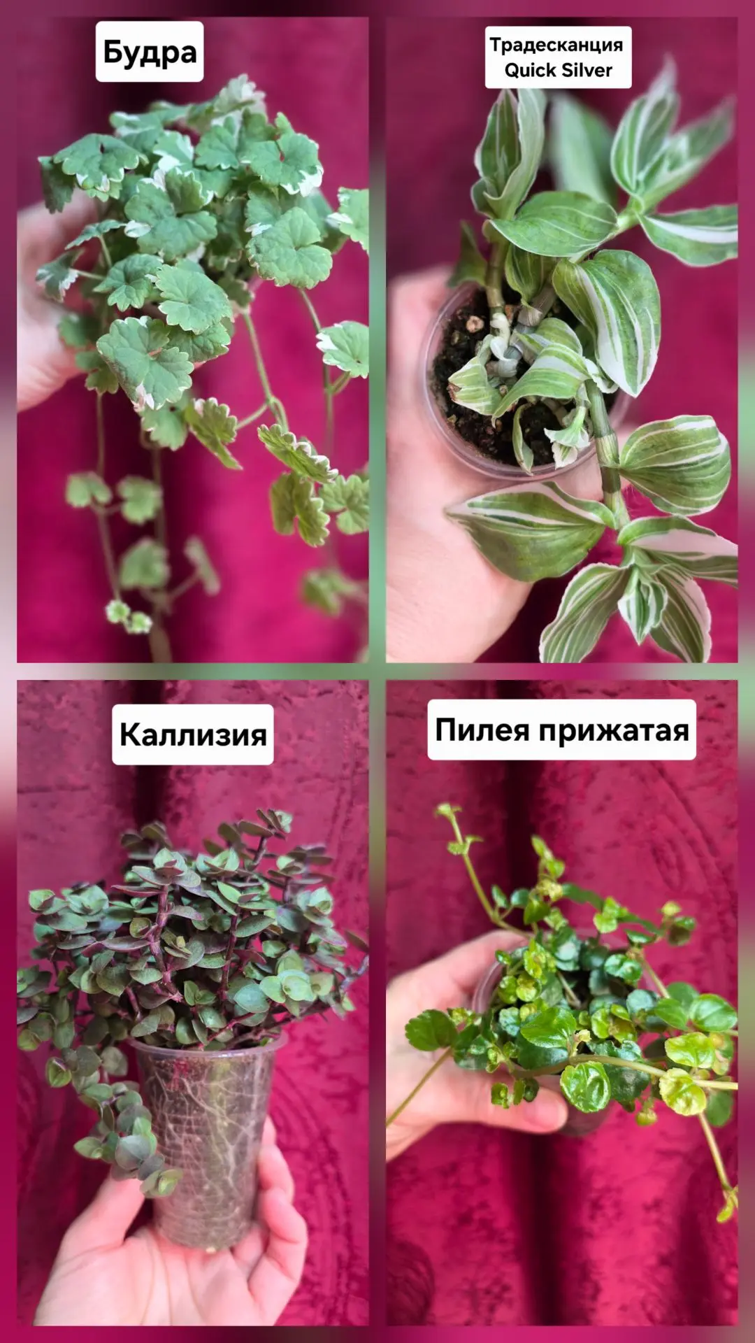 Вчера провела ревизию своих зеленых подопечных! 🌿 Кое-что уже разлетелось по домам, чт...