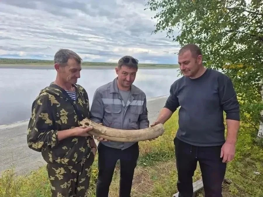 Бивень мамонта найден на севере Красноярского края