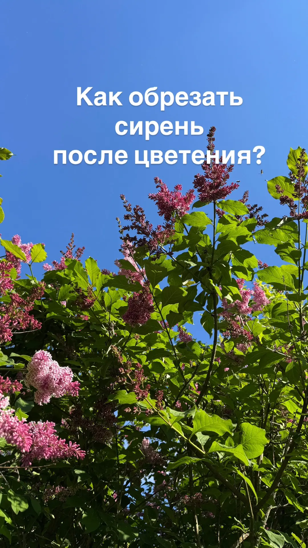 Обрезка сирени - сначала удалим соцветия, затем удаляем мелкие веточки, кривое, косое, идущее внутрь