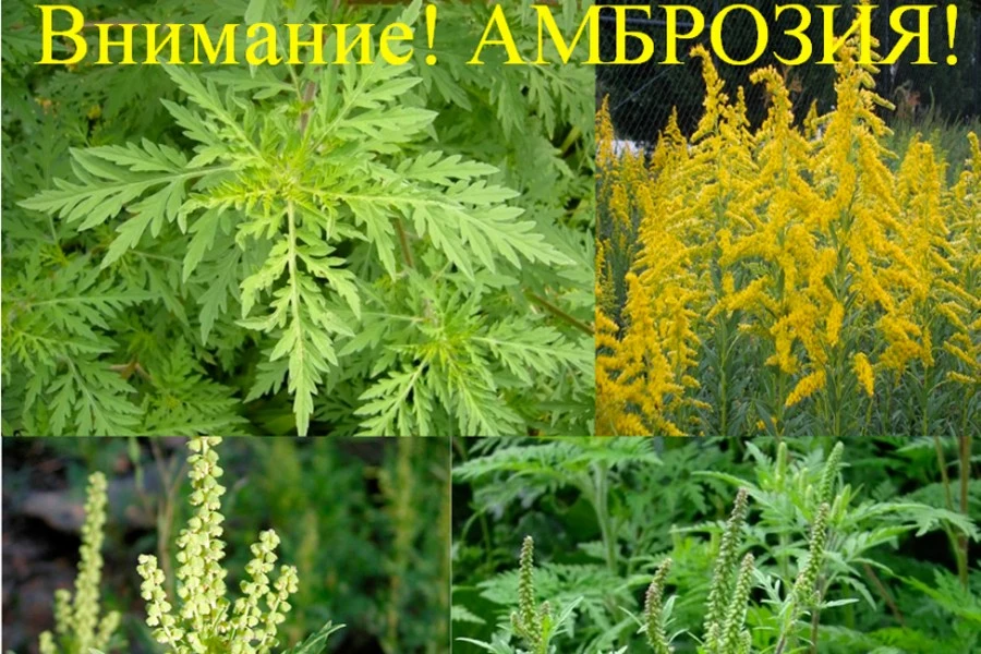 ❗❗❗Администрация Ахтанизовского сельского поселения Темрюкского муниципального района К...