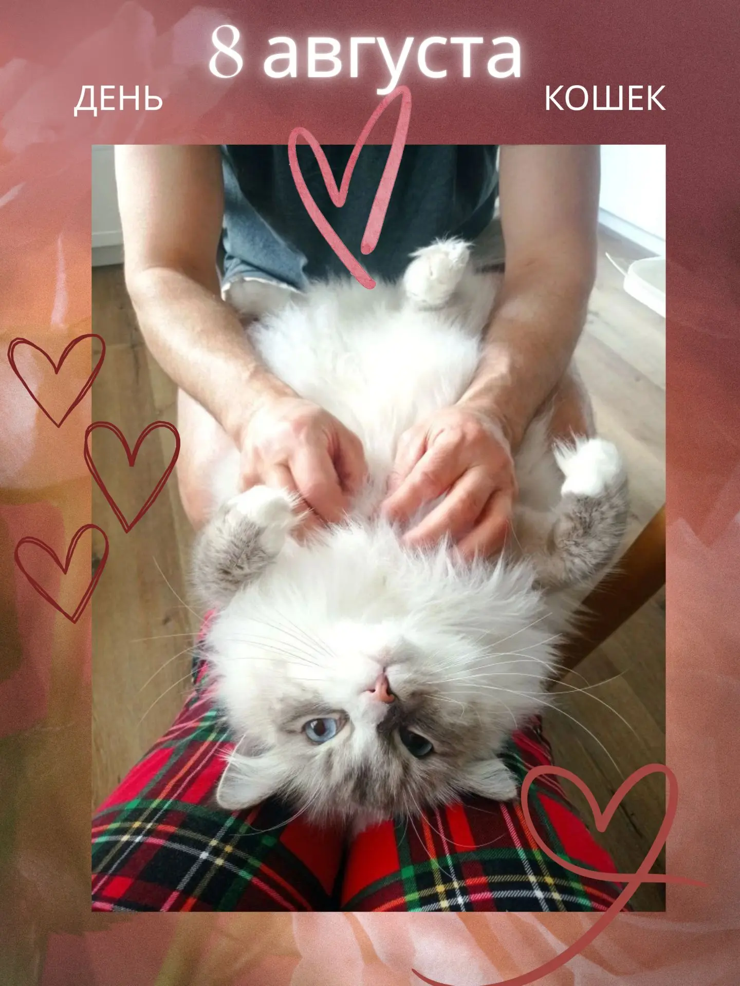 С днем кошек!