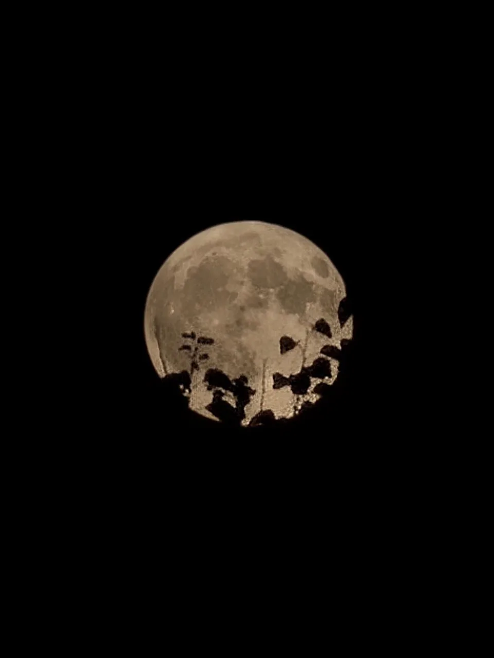 🌕Оленья Луна сияет на ночном небе

👉🏼 Подпишись