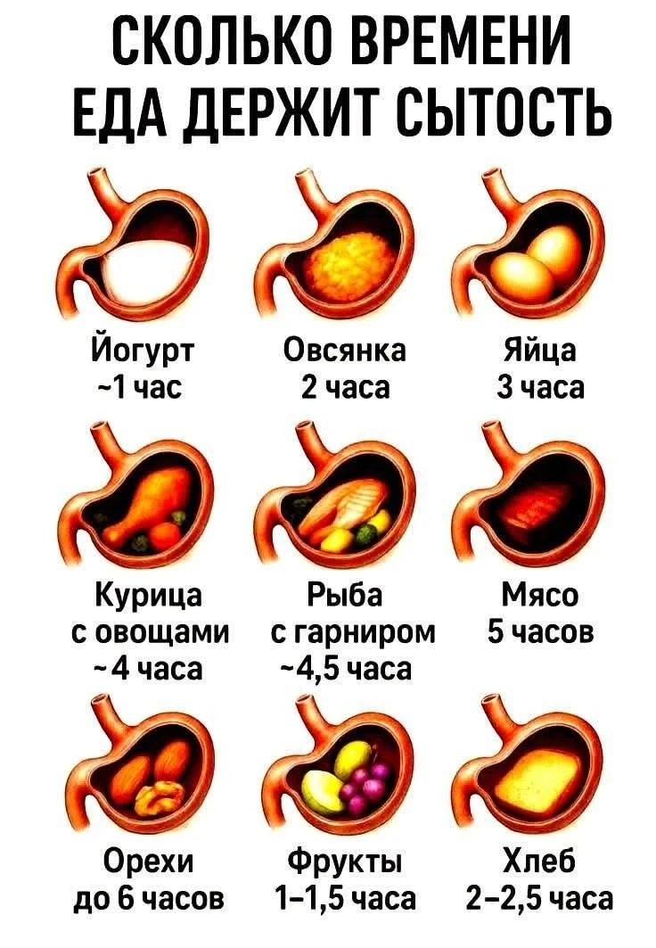 Сколько времени еда держит сытость.