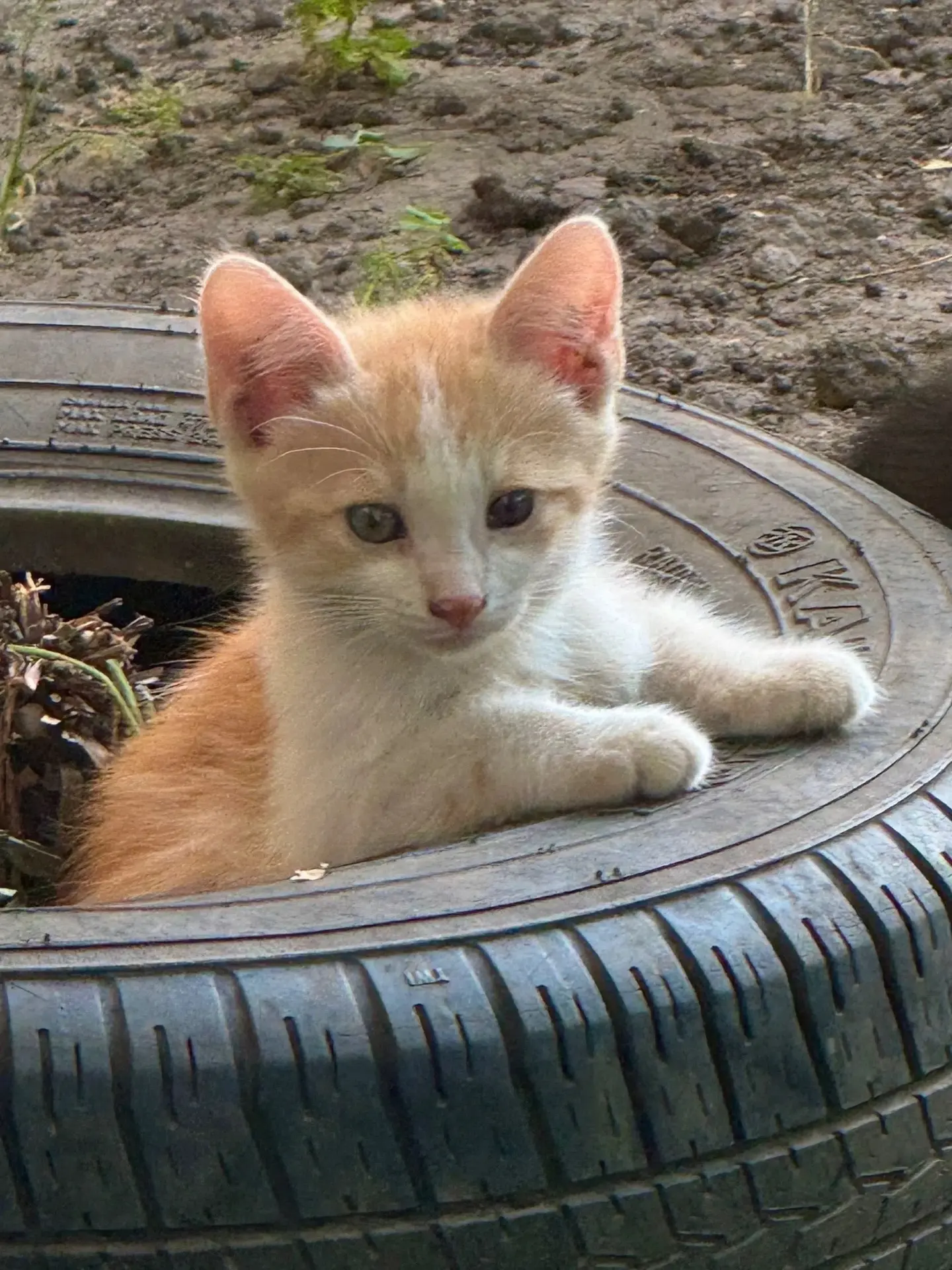 Котята живут в подвале! На улице им не выжить осенью, есть малыши с потерей зрения. Кто...