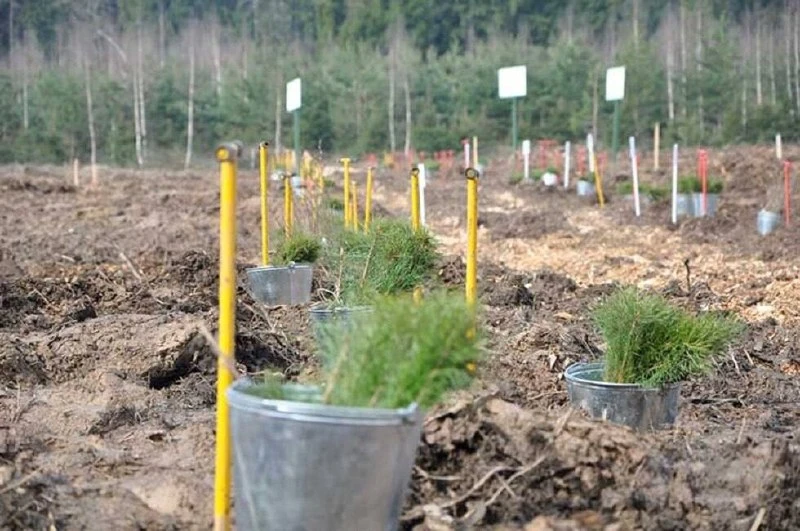 🌲 В ДНР до конца года высадят 405 тысяч сеянцев