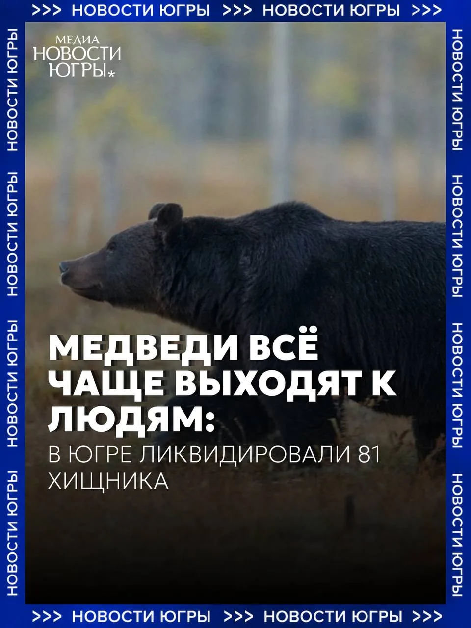 ❗️В Югре с начала года ликвидировали 81 агрессивного медведя