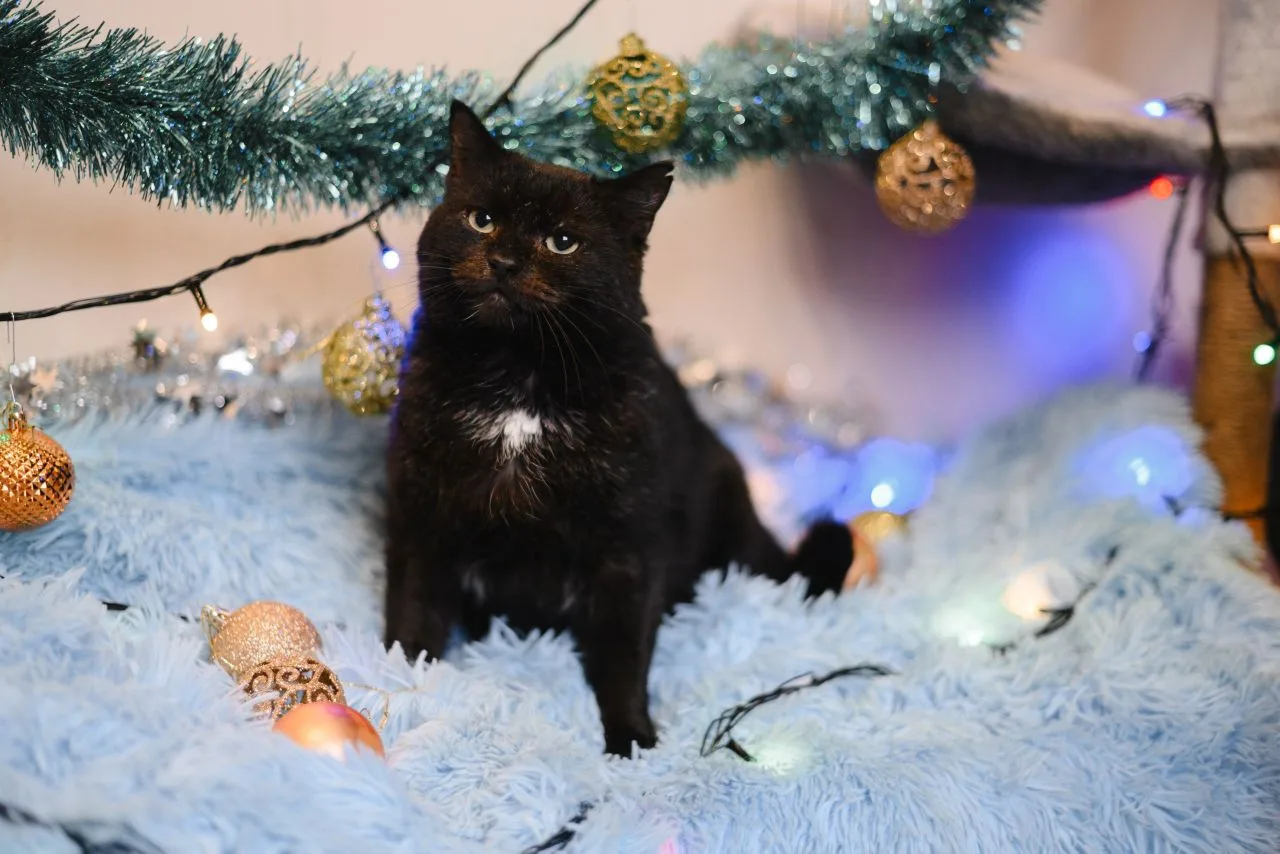🏡🐈Ищем новый дом для кота Уголька!🐈🏡 
 
🤝Познакомьтесь с нашим добрым и ласковым котом Угольком