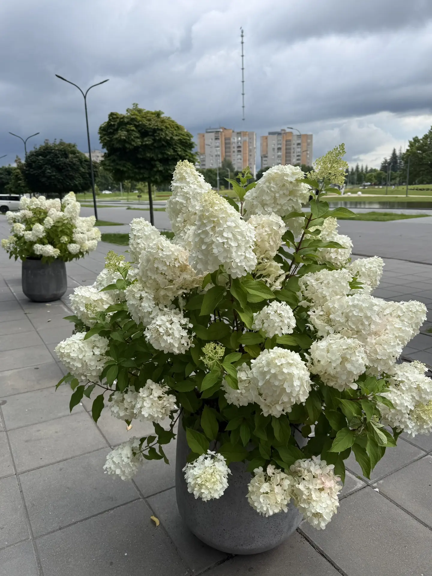 Очень красивое решение увидела сегодня около кафе в Обнинске! Плотный светлый сорт и розовеющий моты