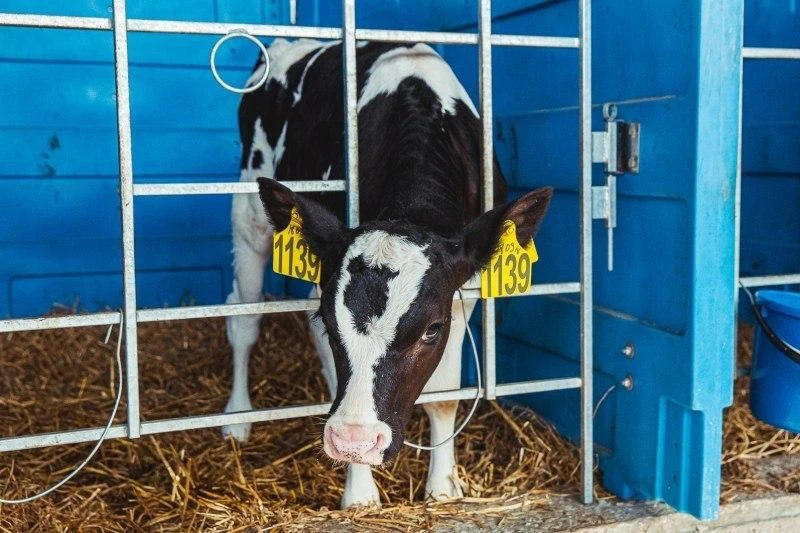 🥛 Миллионы на молоко

В ЕАО направили более 10 миллионов рублей на поддержку местных производителей