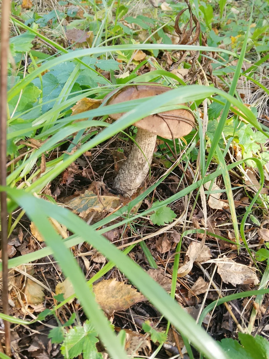 🍂Сентябрь заканчивается, а грибной сезон ещё нет 🍄