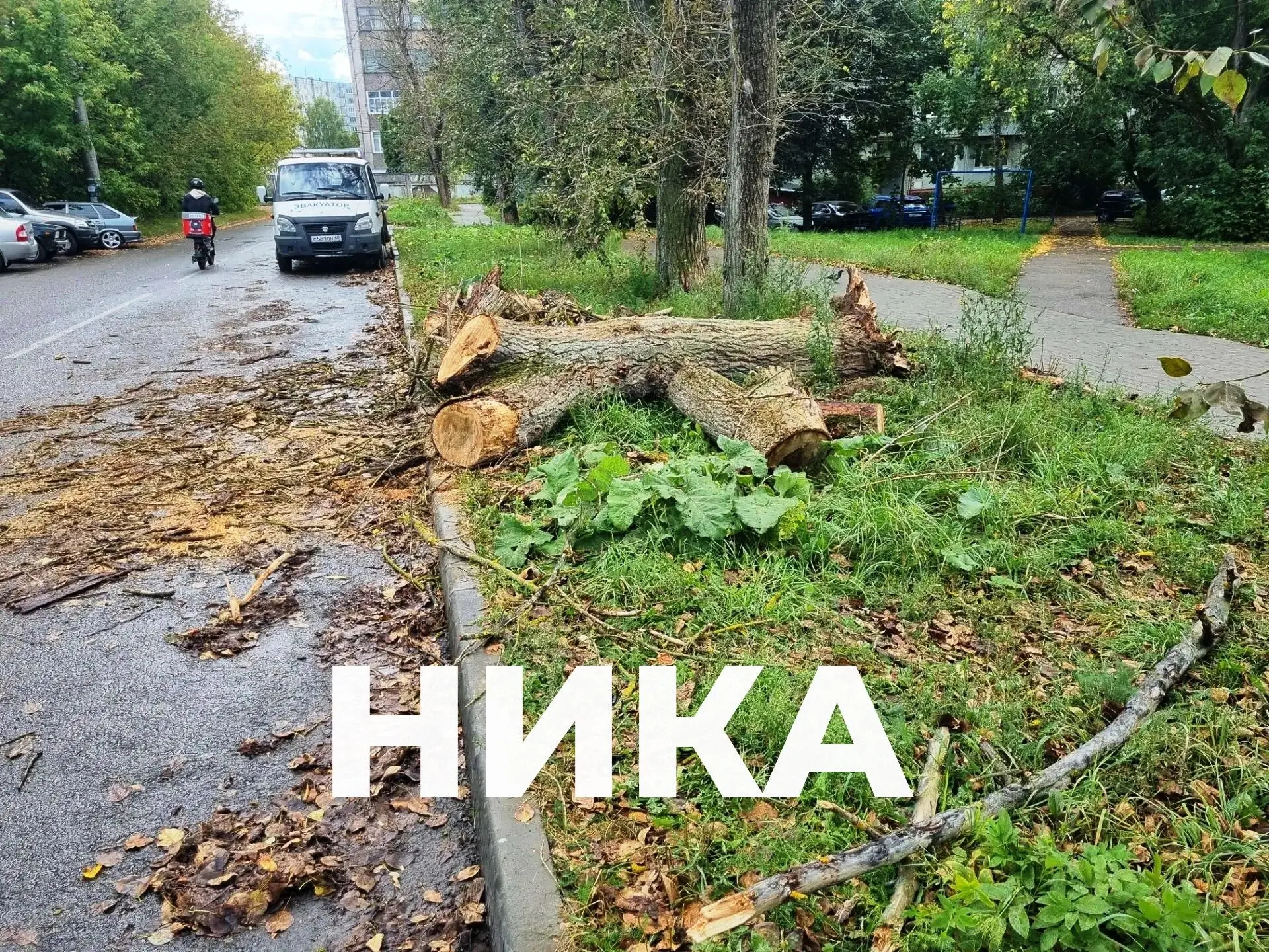 🌳 Пять деревьев рухнуло в Калуге за выходные