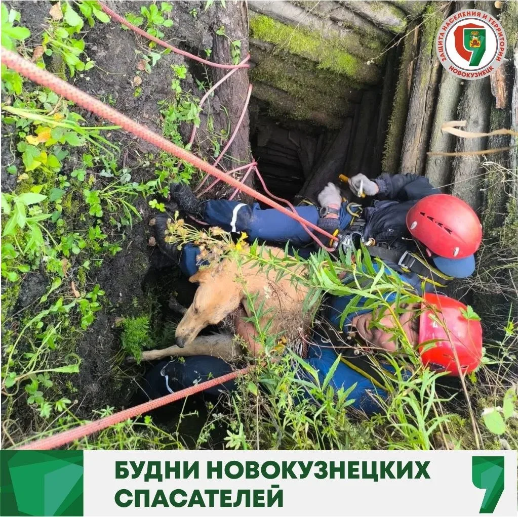 Спасатели пришли на помощь собаке