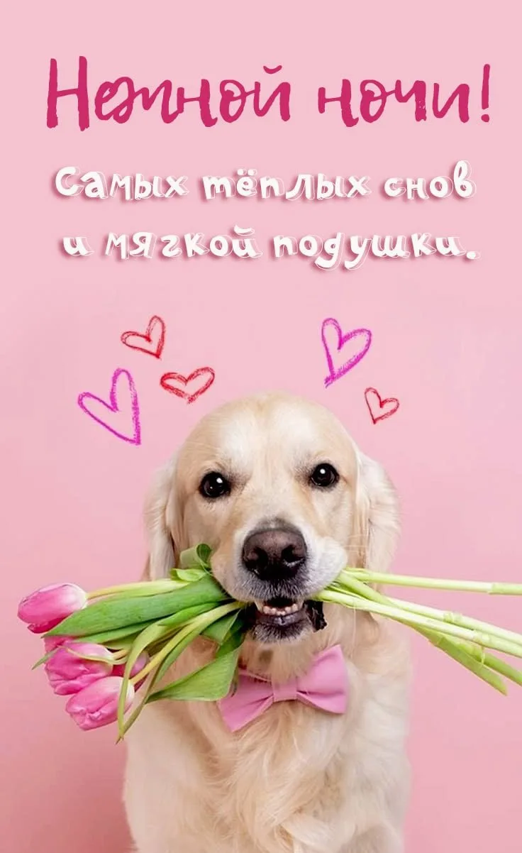 Доброй ночи ♥️