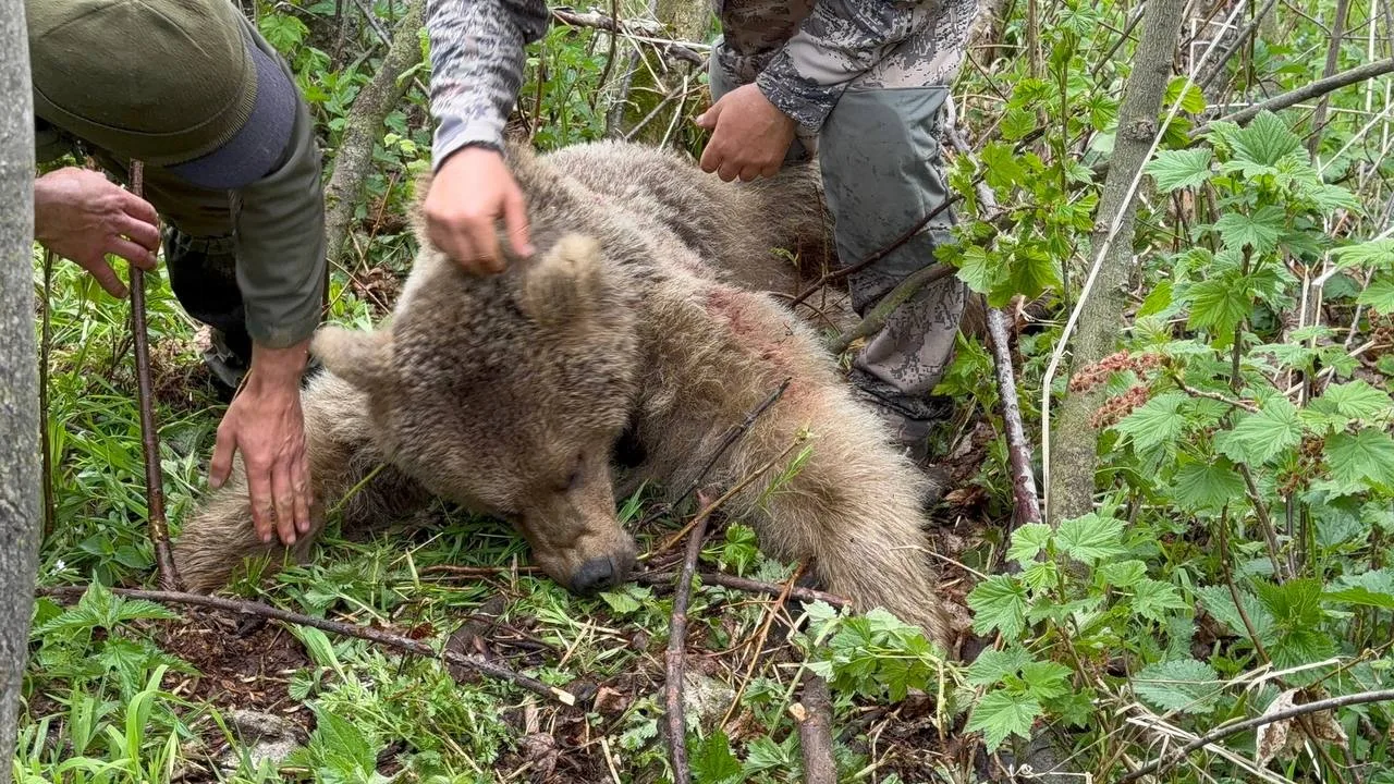 Снова нападение медведя?🤬🐻

Медведь напал на 62-летнего мужчину на окраине посёлка Ола Ольского ра