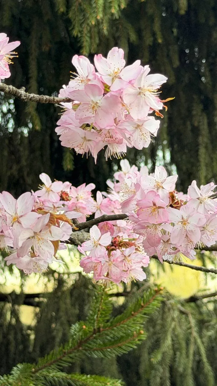 🌸 Нежные цветы сакуры в Японском саду делают это место одним из самых атмосферных в городе.