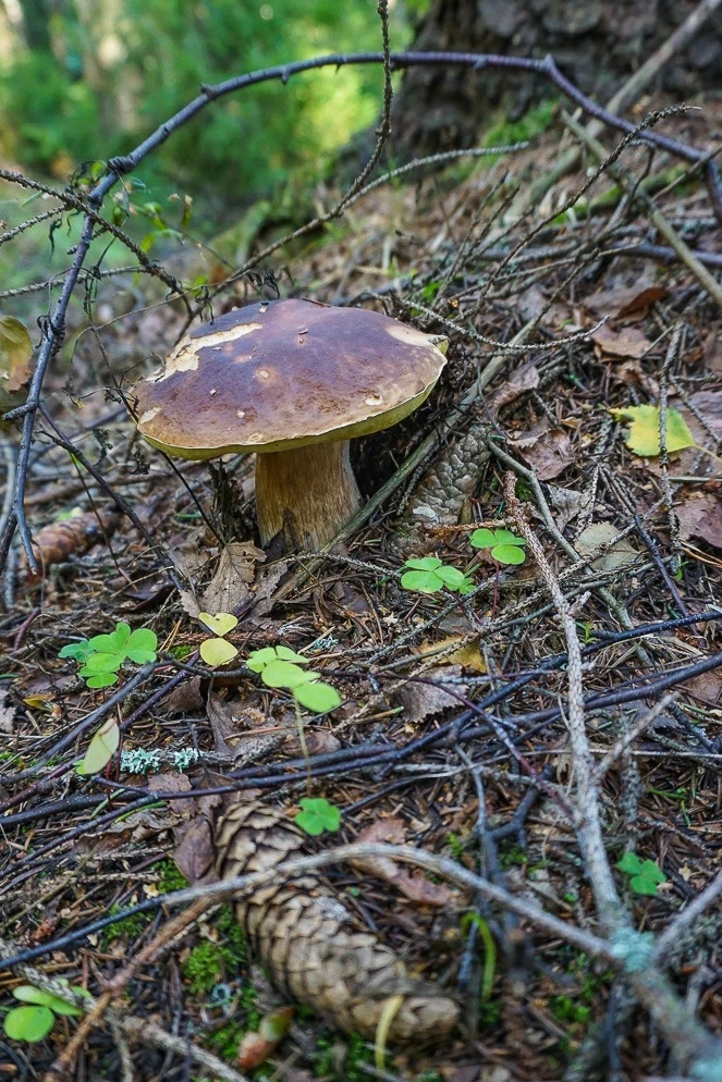 Боровик.