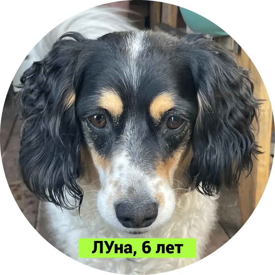 🌲 Прогулки без страха- новая защита домашних питомцев от клещей!