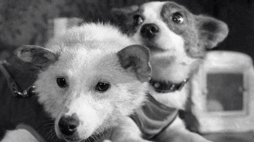 🐶 Самые знаменитые собаки в мире