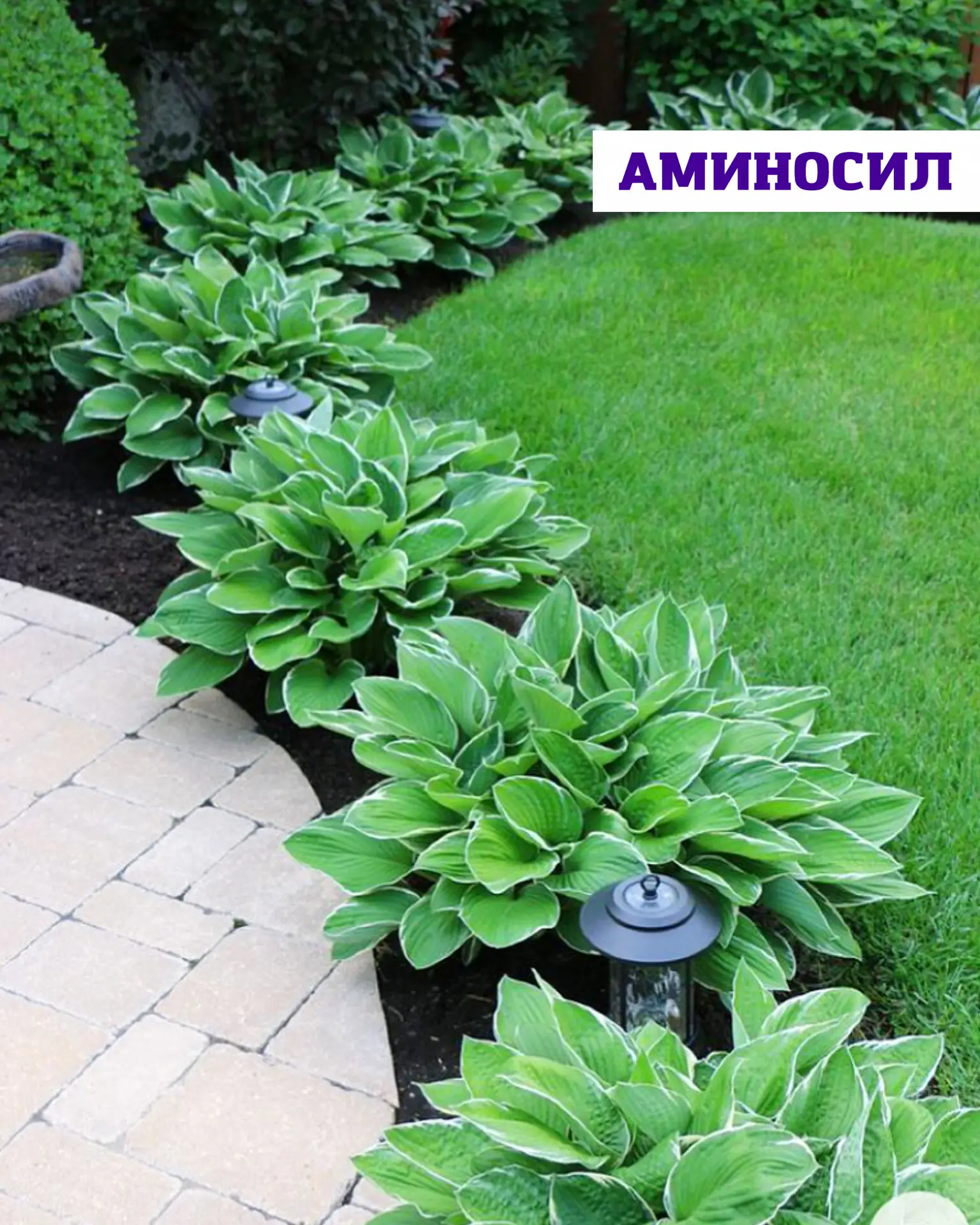 🌿 Хосты без хлопот перезапуск сада   Хосты — идеальные растения для тех, кто хочет максимум декорати