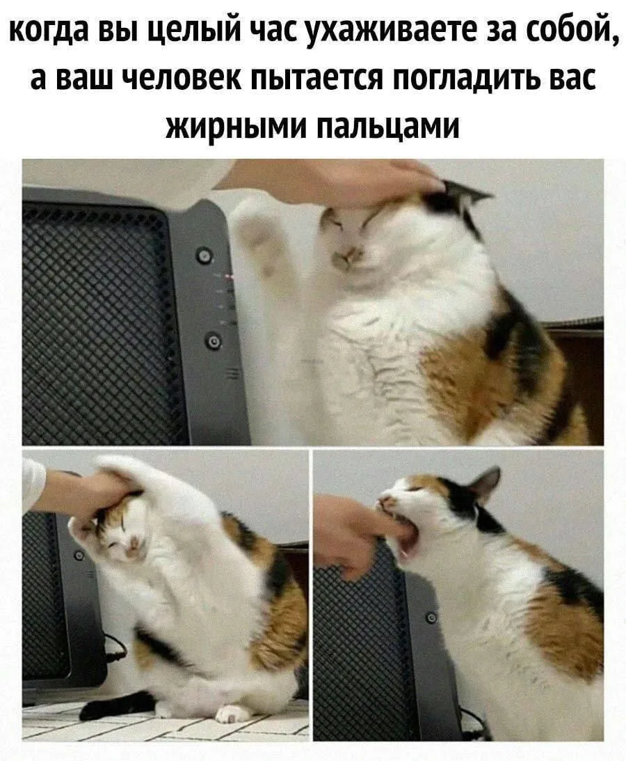 Дайте рыбов!
