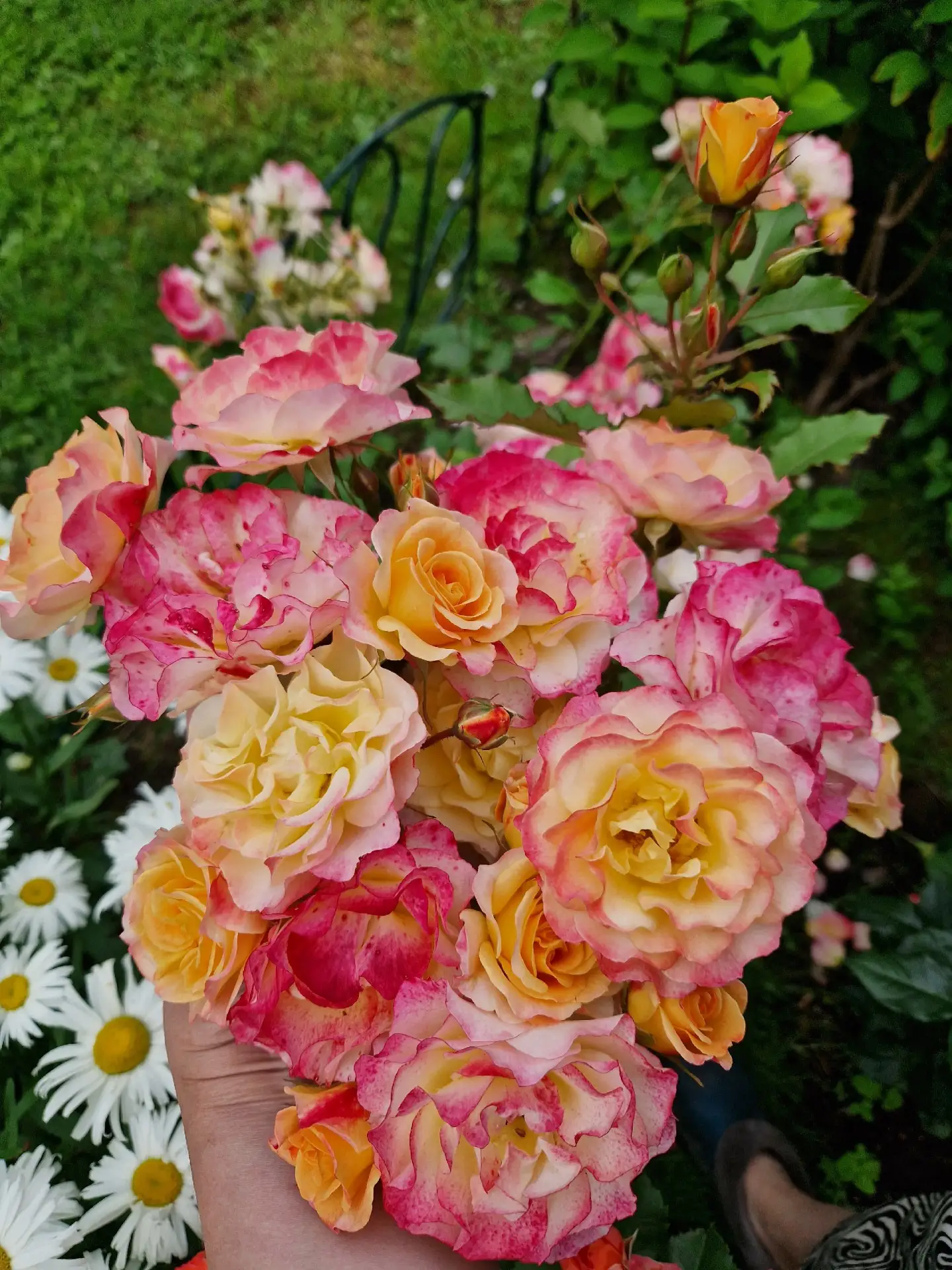 Ждем лето с нетерпением из-за одного только роспуска наших красавиц 😍🌹🌷🌿
1. Ландлуст
2. Вулкана
